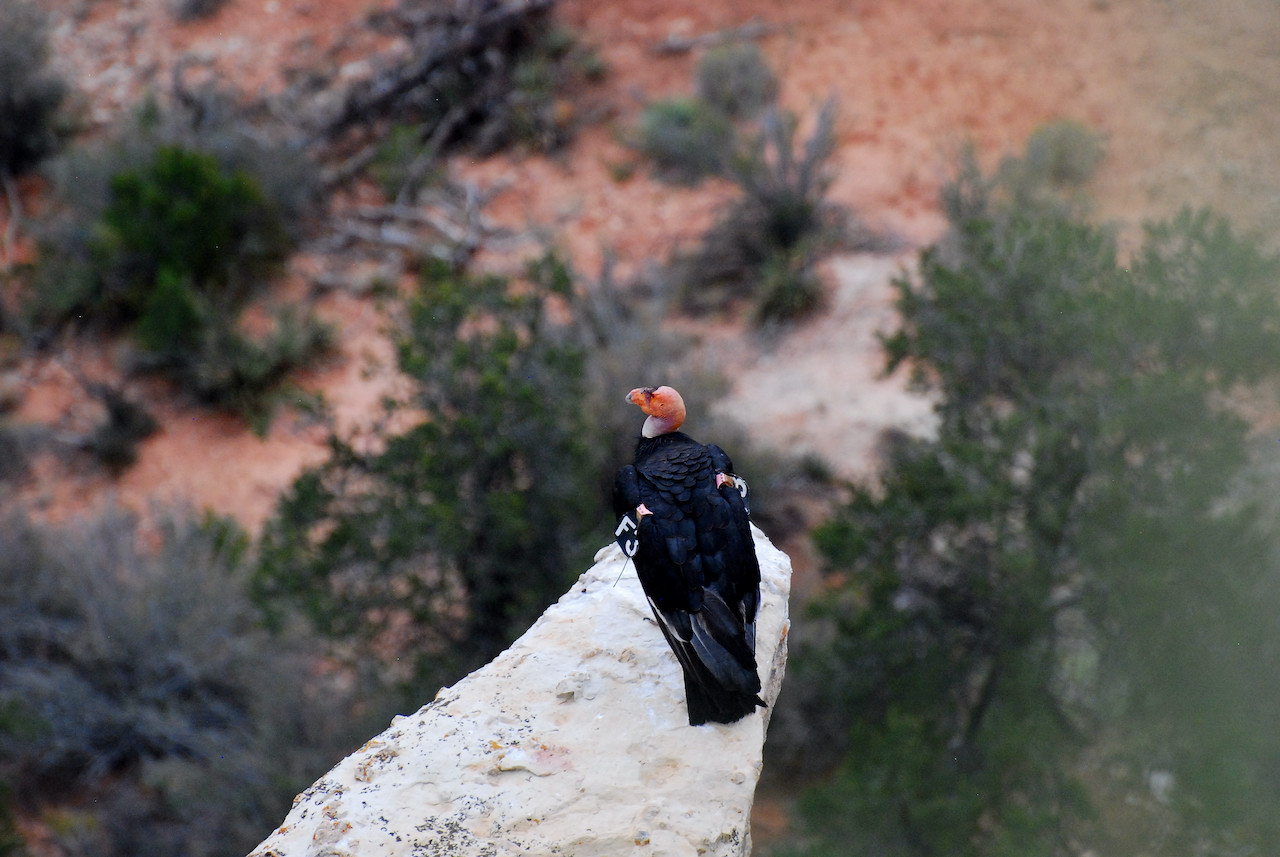Gymnogyps californianus